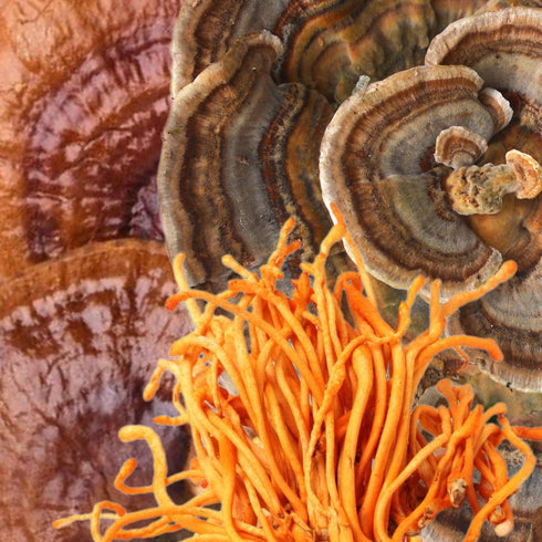 Organic ‘Energy’ Mushroom Capsules (High Potency)